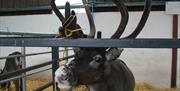 Image of a Reindeer in stalls at Ark Open Farm