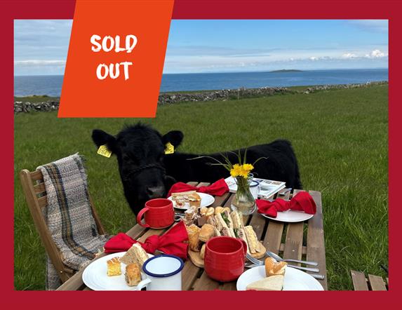 A calf standing beside a picnic table laid with food in a field overlooking the sea with the text 'Sold out'