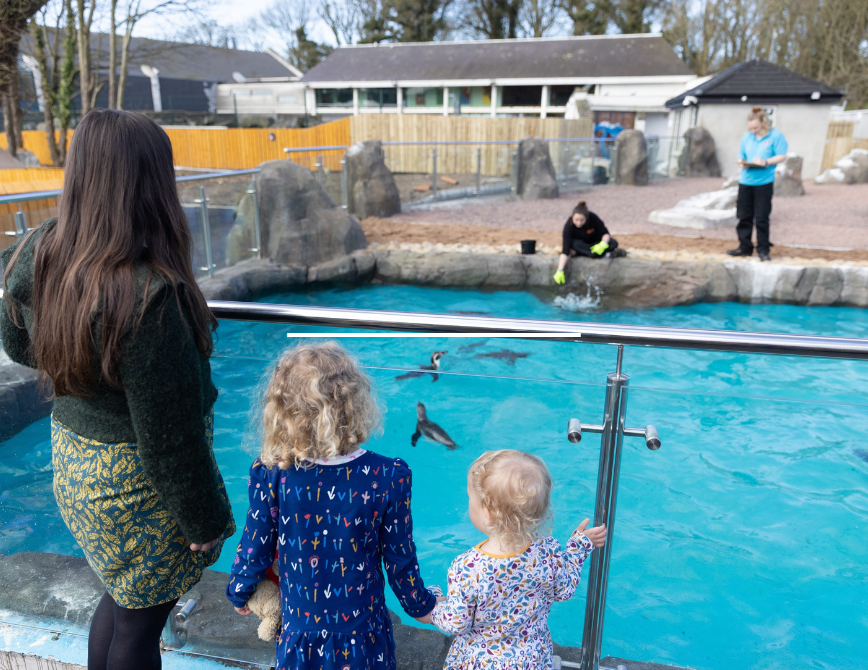 Penguins at Exploris Aquarium