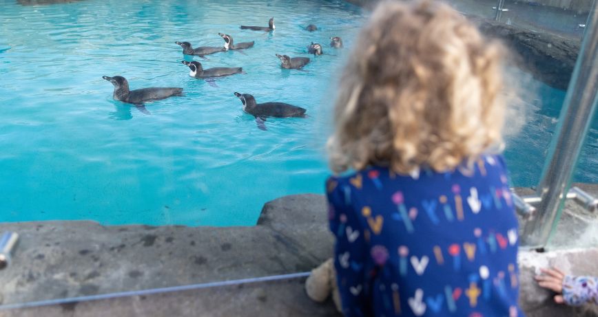 Little girl watches the penguins swimming at Exploris Aquarium, Portaferry