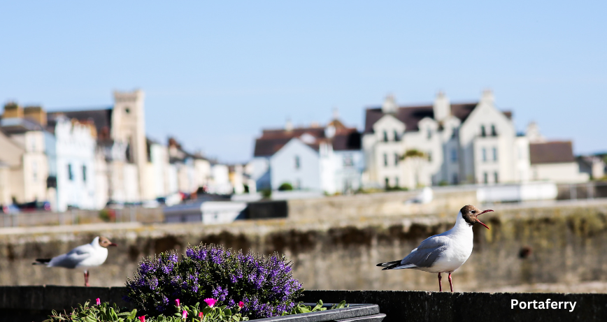 A seagull sitting on a wall beside flowers with Portaferry village in background