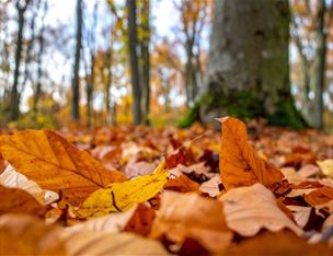 Autumn leaves lying amongst trees