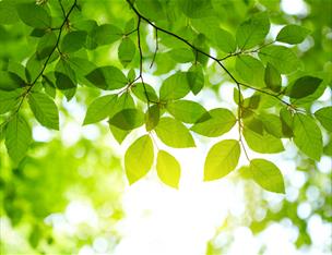 Leaves with sun shining through the gaps