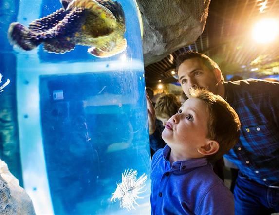 a boy and his dad looking at a sea creature in the tank