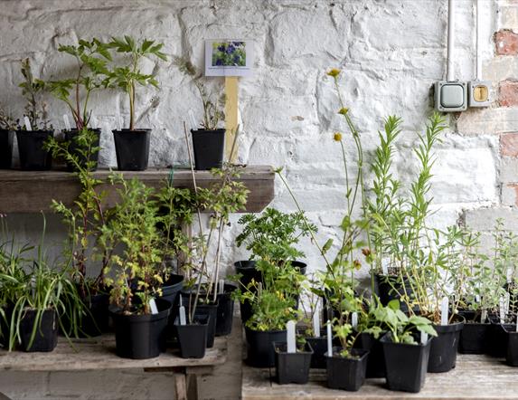 Specialist Plant Fair Weekend