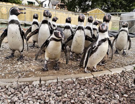 Penguin