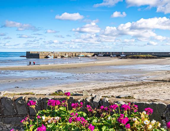 A photo of Ballywalter harbour on a bright day with pink flowers to the forefront of the image