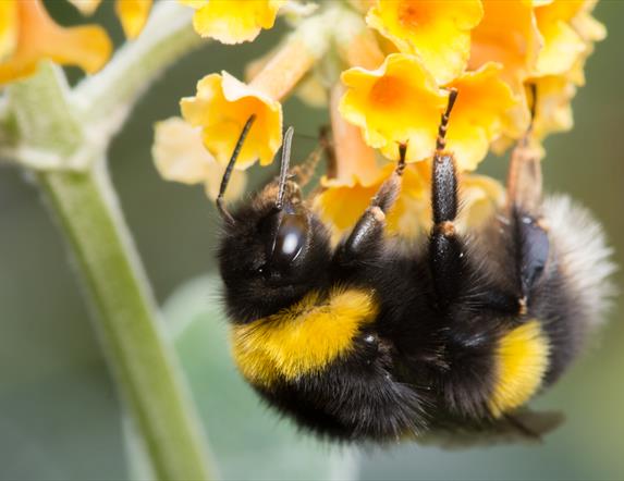 A bee on a flower.