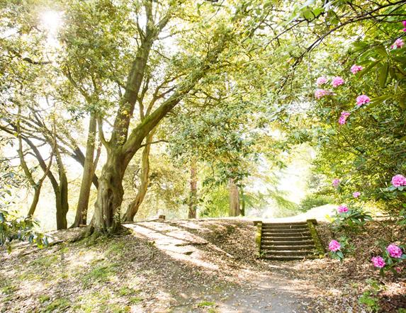 Image of a walkway and woodland steps surrounded by leafy green trees and pink flowers