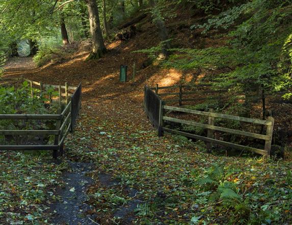 Leafy pathway through the country park