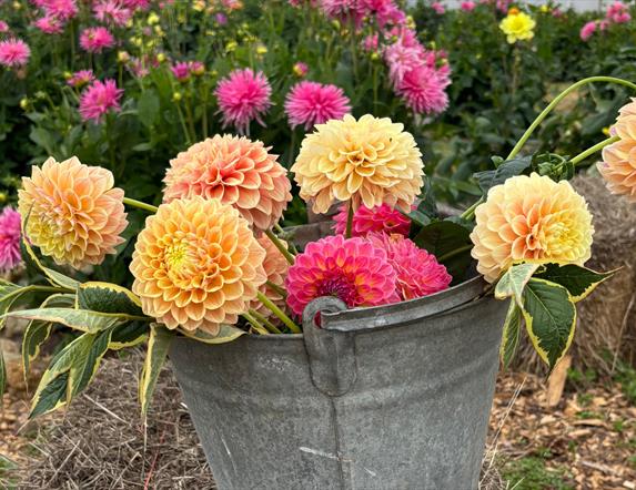Dahlias