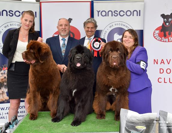 Dogs being shown