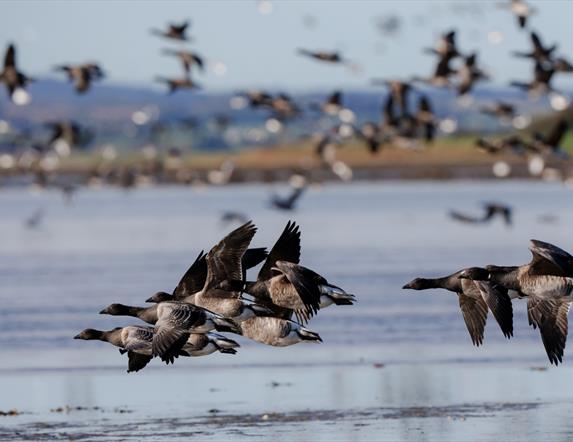 Brent Geese on the waters of Strangford Lough
