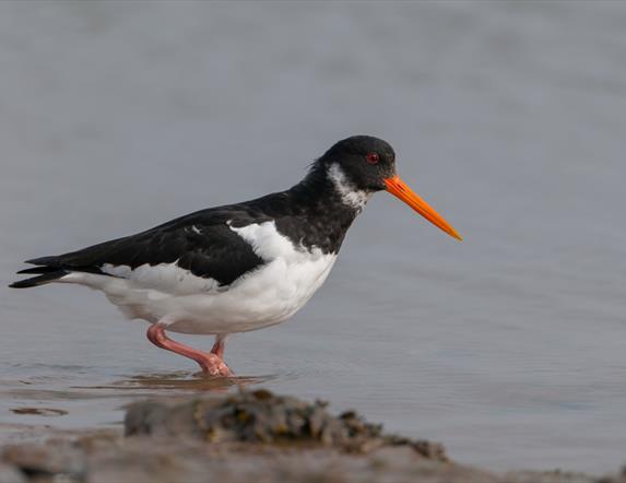 Oystercatcher