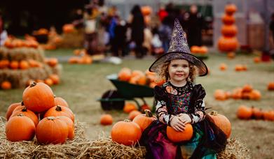 Pumpkin Patch Ark Farm 