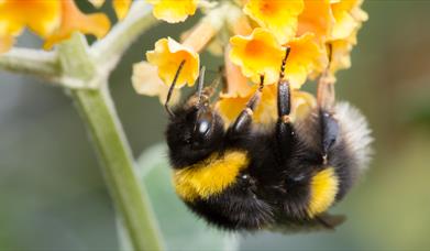 A bee on a flower.