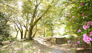 Image of a walkway and woodland steps surrounded by leafy green trees and pink flowers