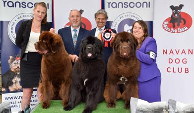 Dogs being shown