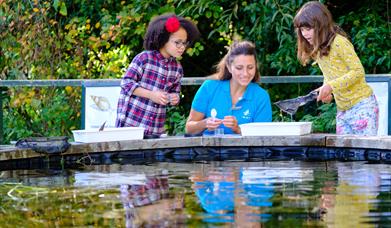 Pond dipping
