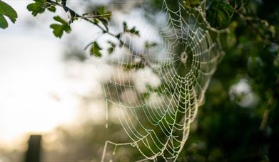 Discover the origins, traditions and folklore of Halloween (Samhain) at Ulster Folk Museum.