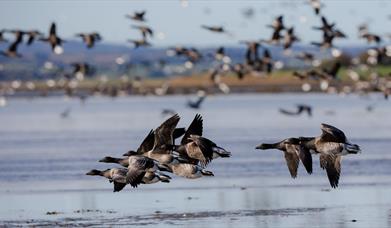 Brent Geese on the waters of Strangford Lough