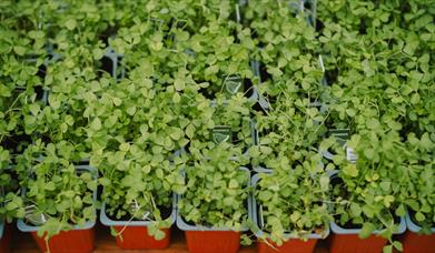 Shamrock
