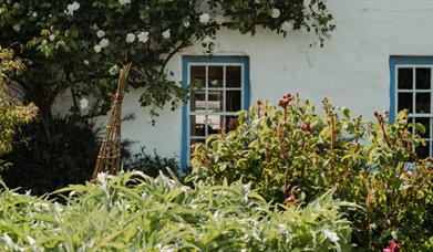 A blue window on a white house with summer flowers all around