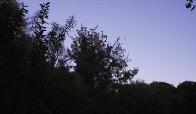 A purple sky and the black shadow of trees
