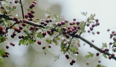 Winter Foraging at Ulster Folk Museum