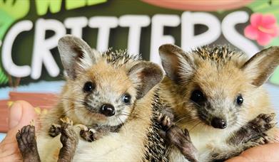 Two hedgehogs held in front of the Wee Critters logo.