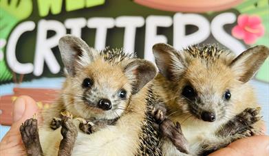 Two hedgehogs held in front of the Wee Critters logo.