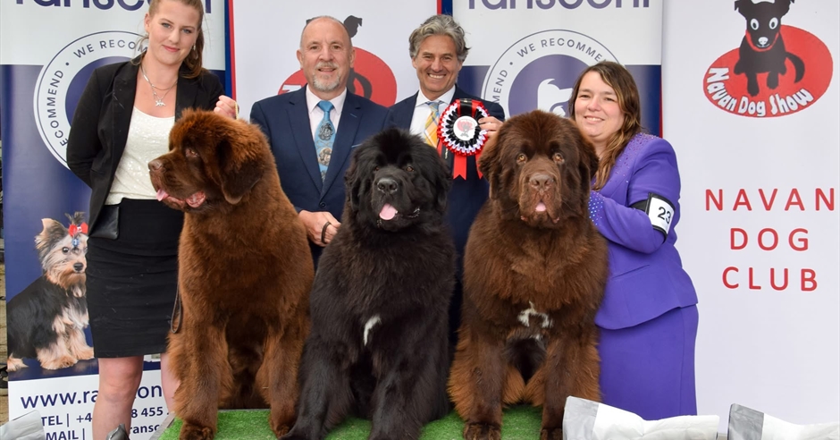 International Dog Show Sport in Newtownards, Newtownards Ards