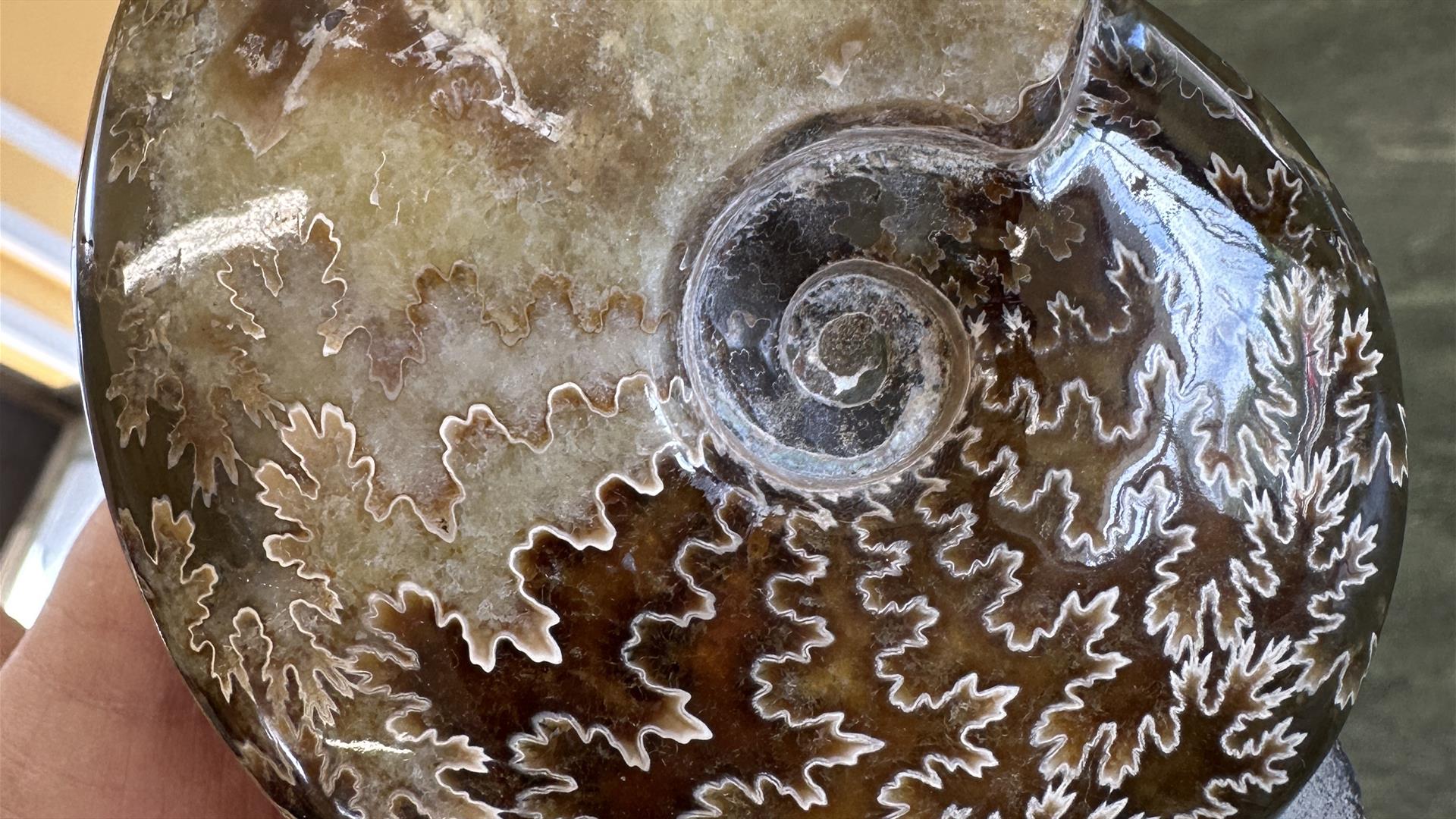 Shorelife Celebrations: Fossils, Rocks & Ancient Seas