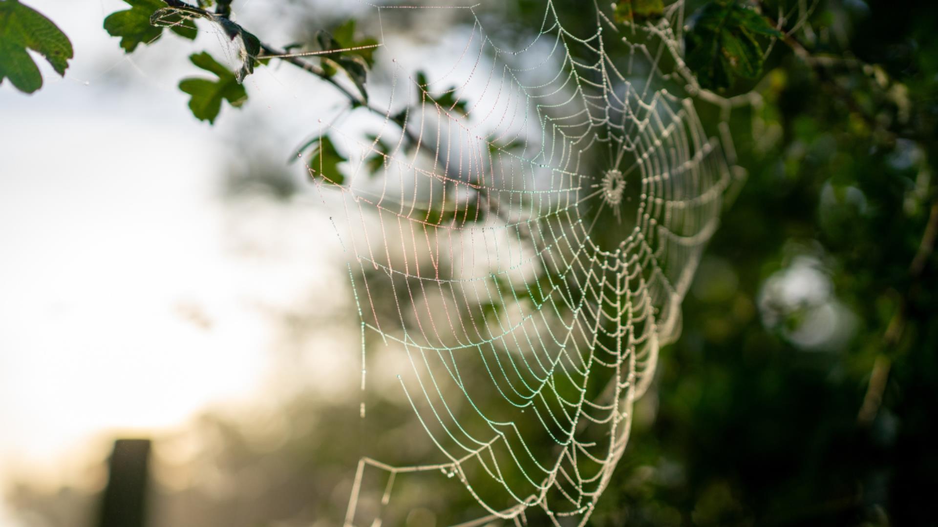 Discover the origins, traditions and folklore of Halloween (Samhain) at Ulster Folk Museum.
