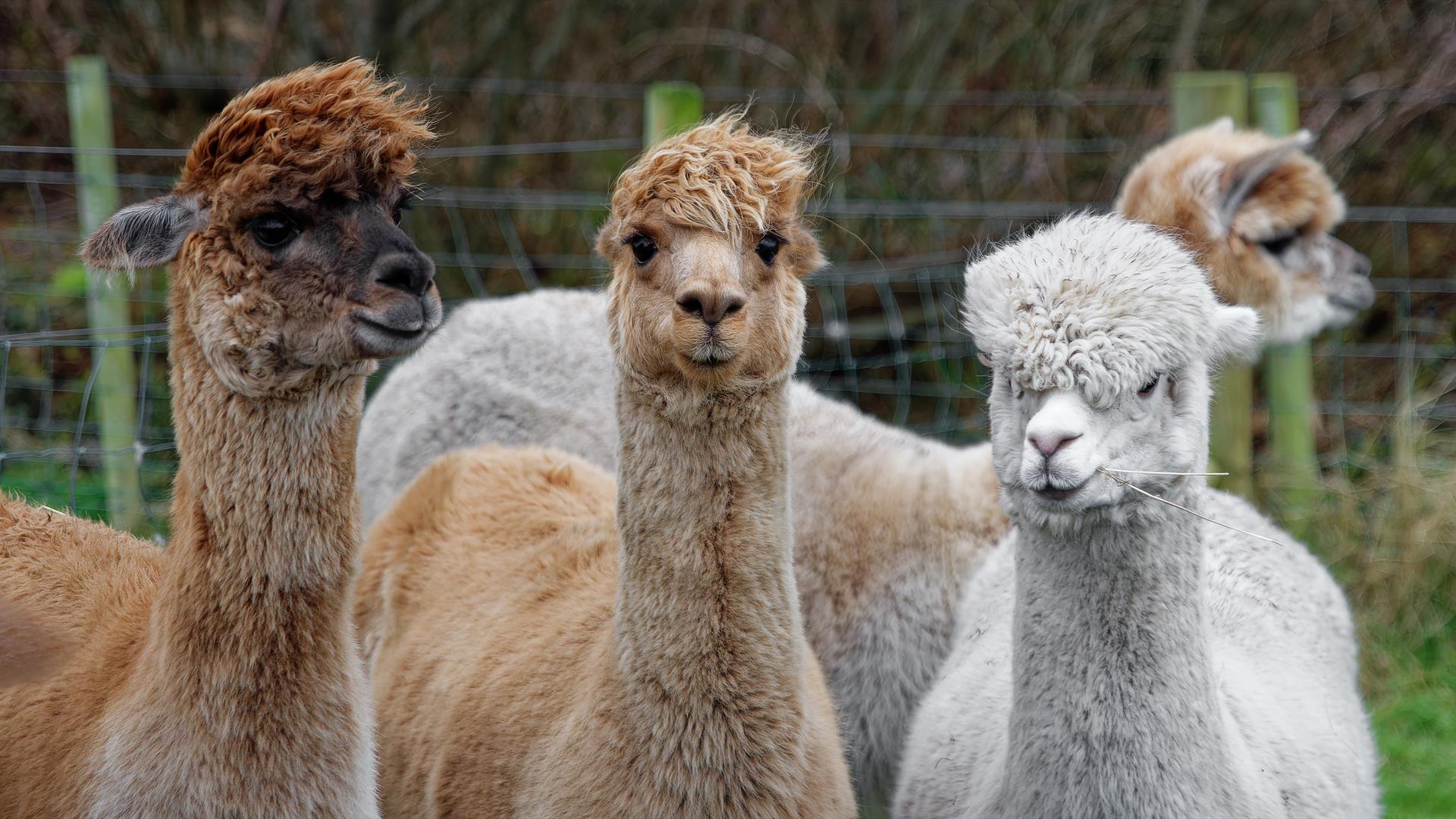 Happy herd