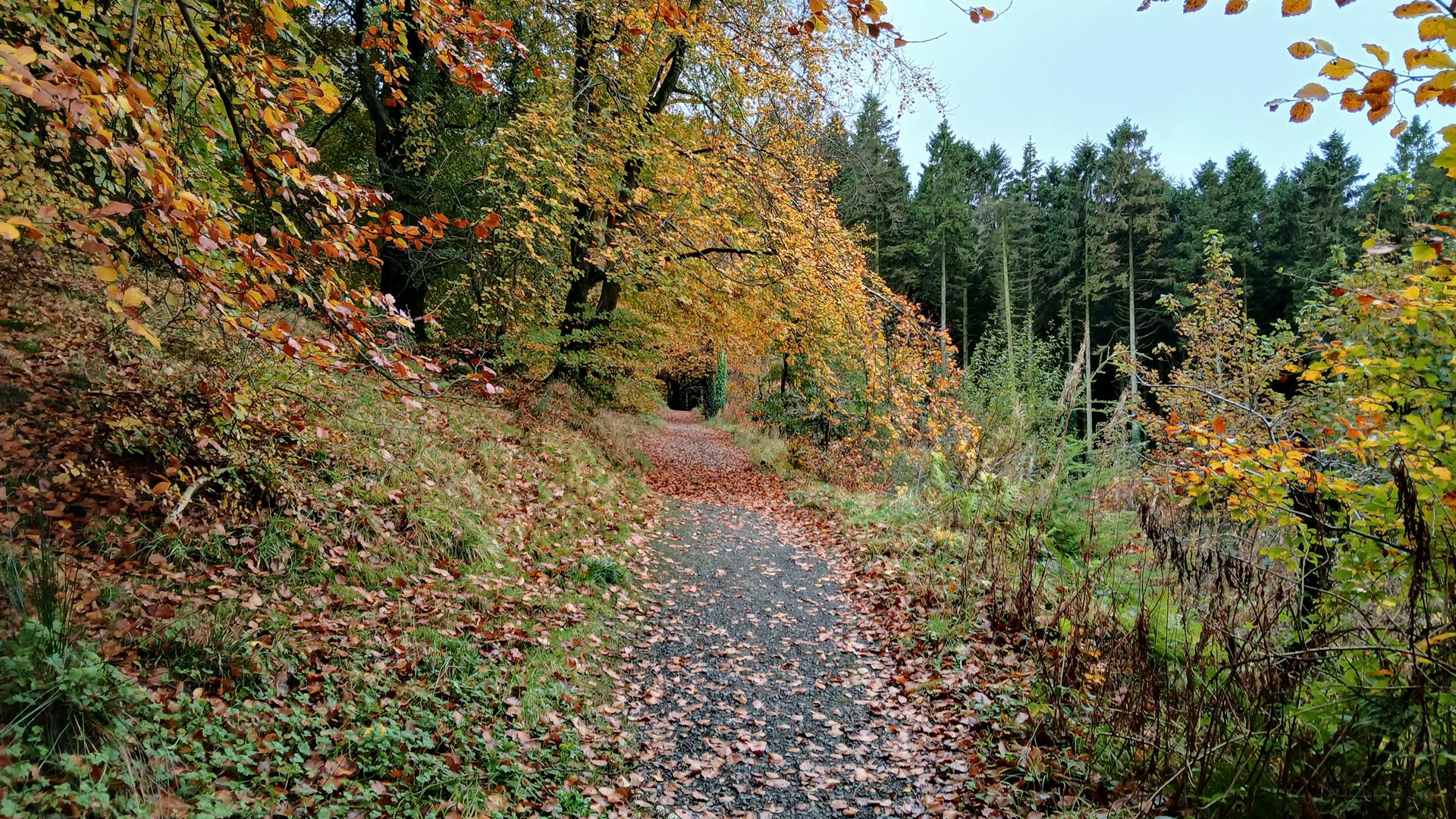 Cairngaver walking Trail rising into the Beech trees, with views over the Ballysallagh reservoirs at Cairnwood
