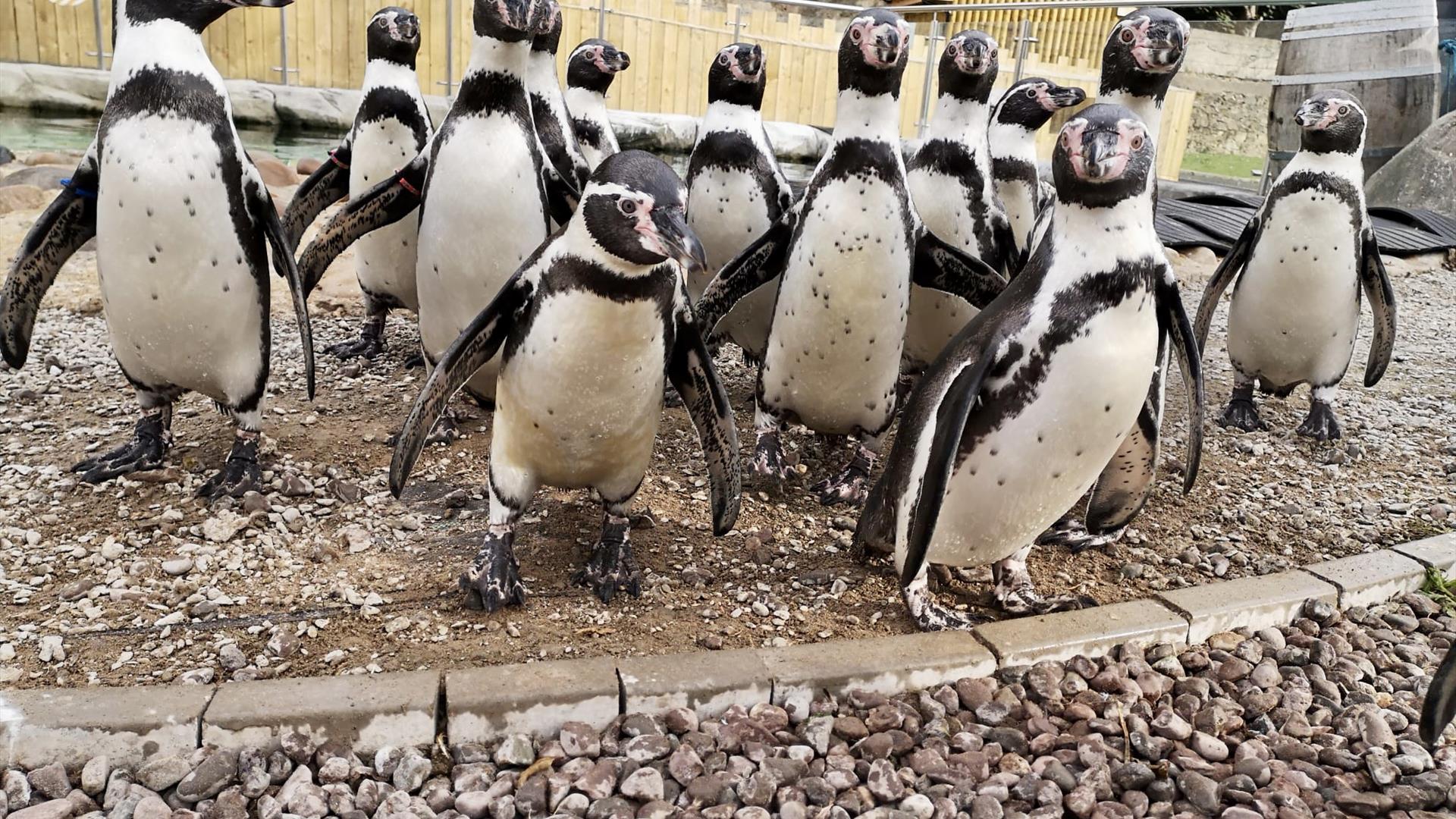 Penguin