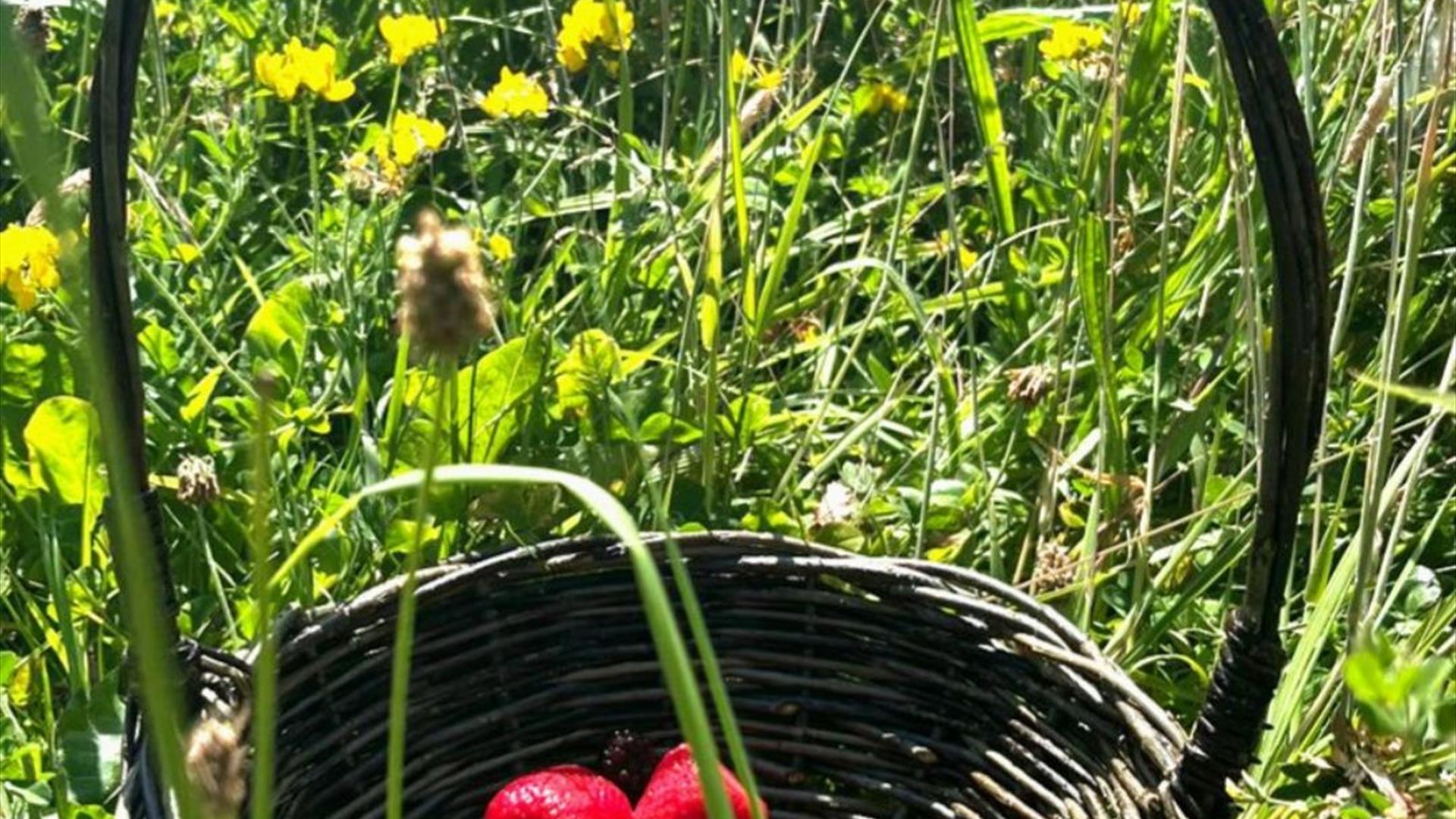 Weave a Willow Berry Basket in the Walled Garden