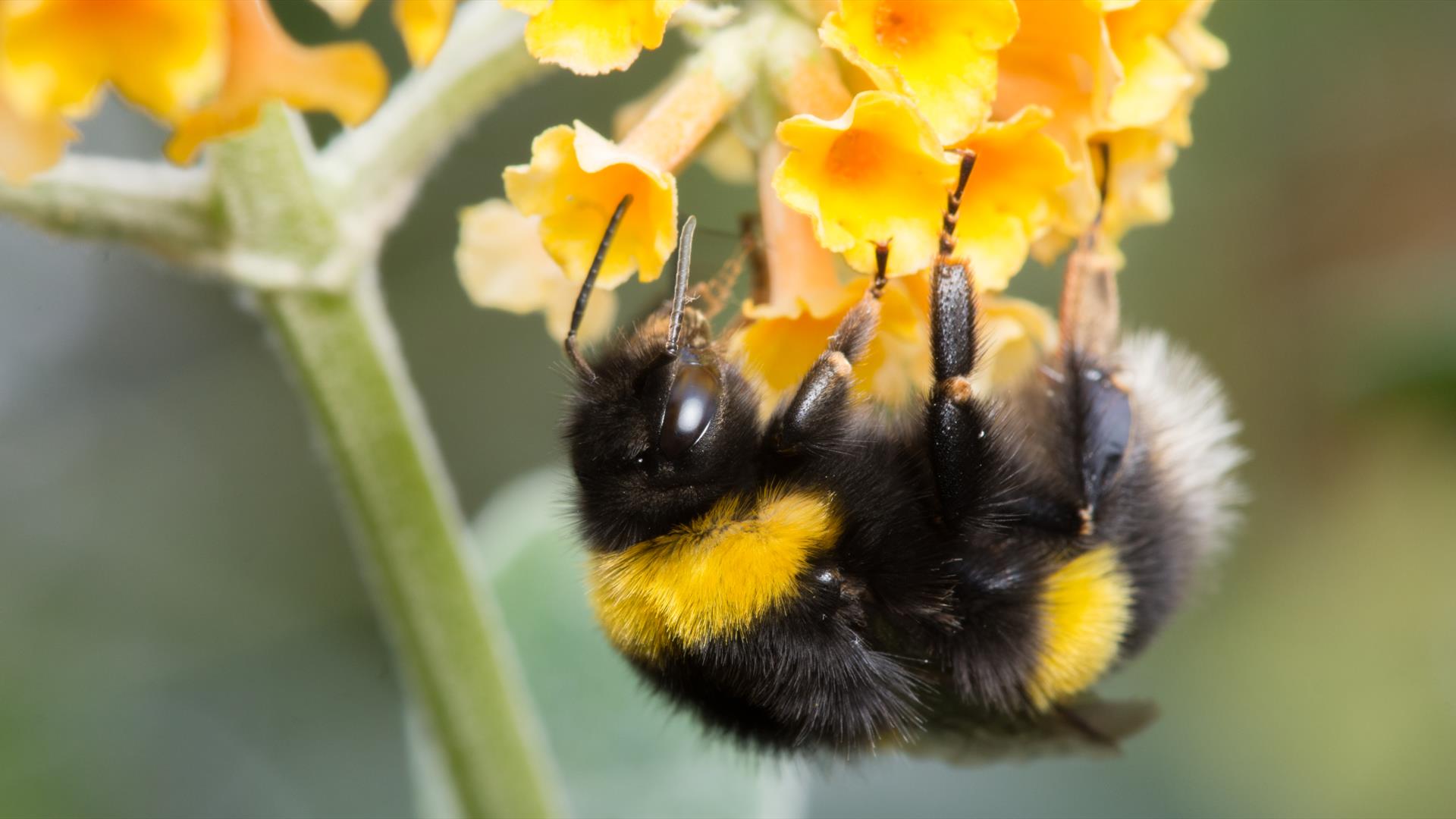 A bee on a flower.