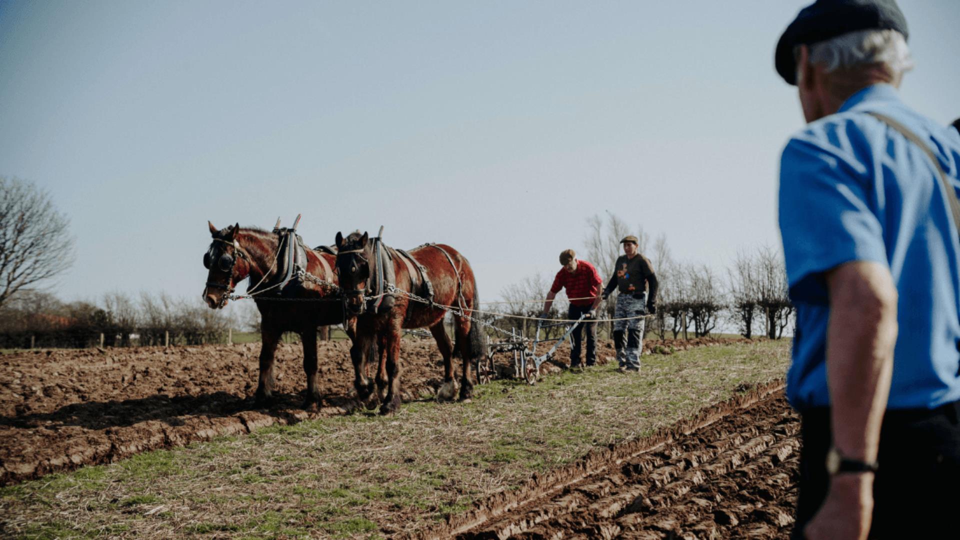 Two horses pulling a manual plough through a field, with two farm workers aiding