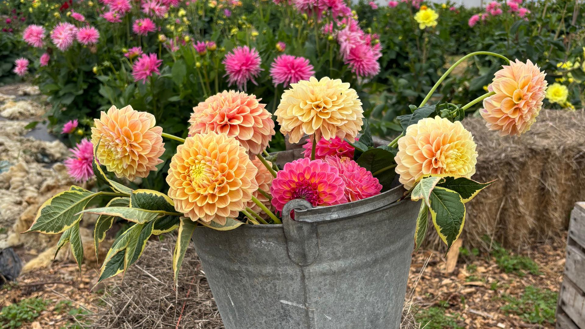Dahlias