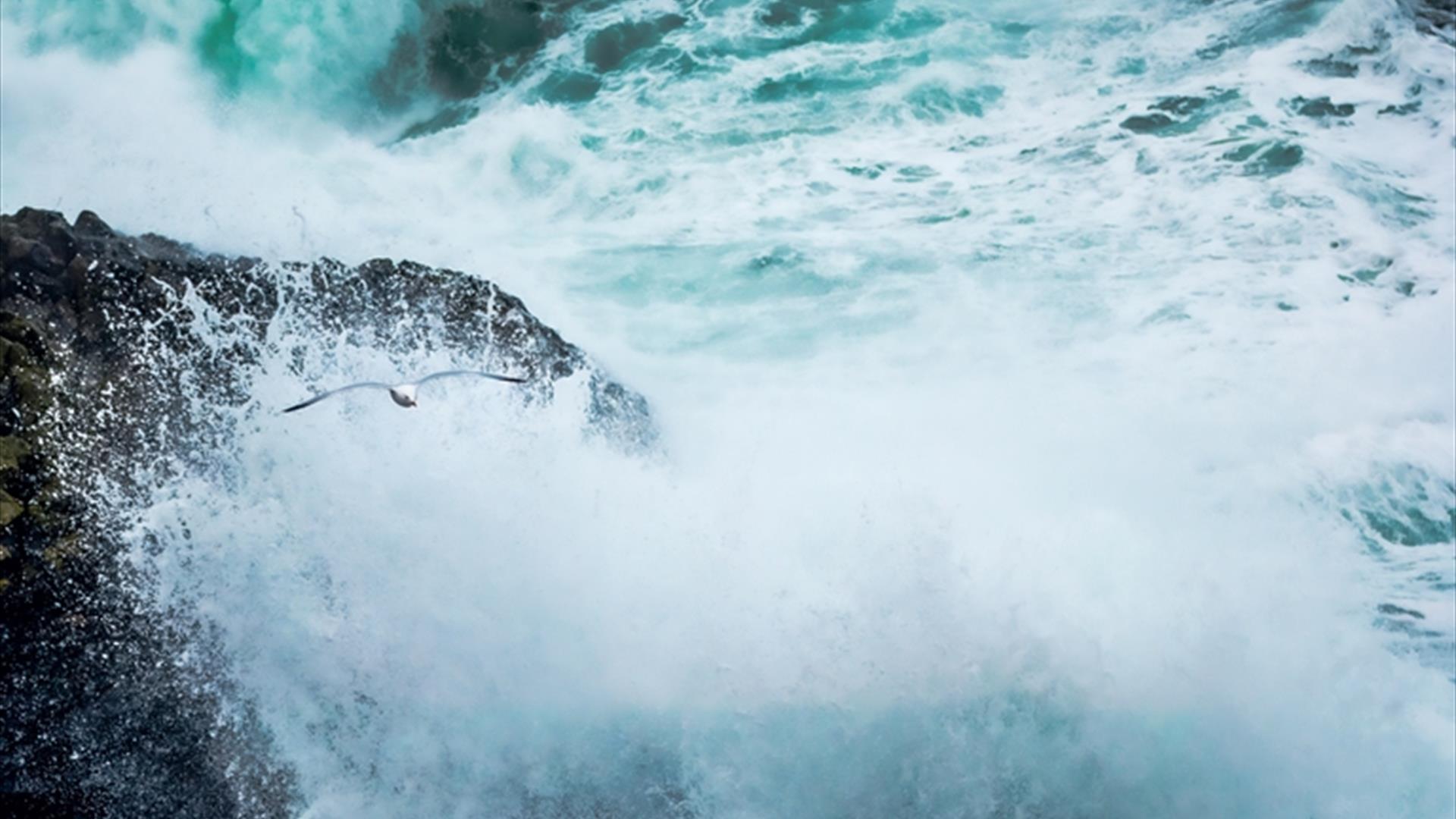 A seagull flies over crashing waves