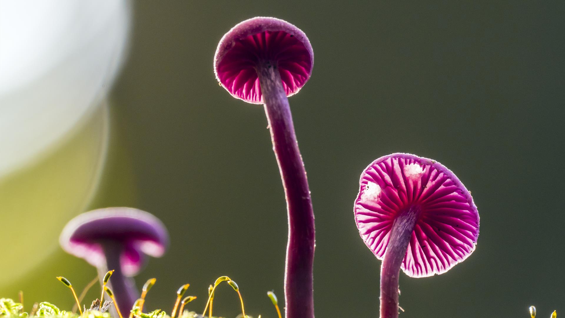 Fungi fun