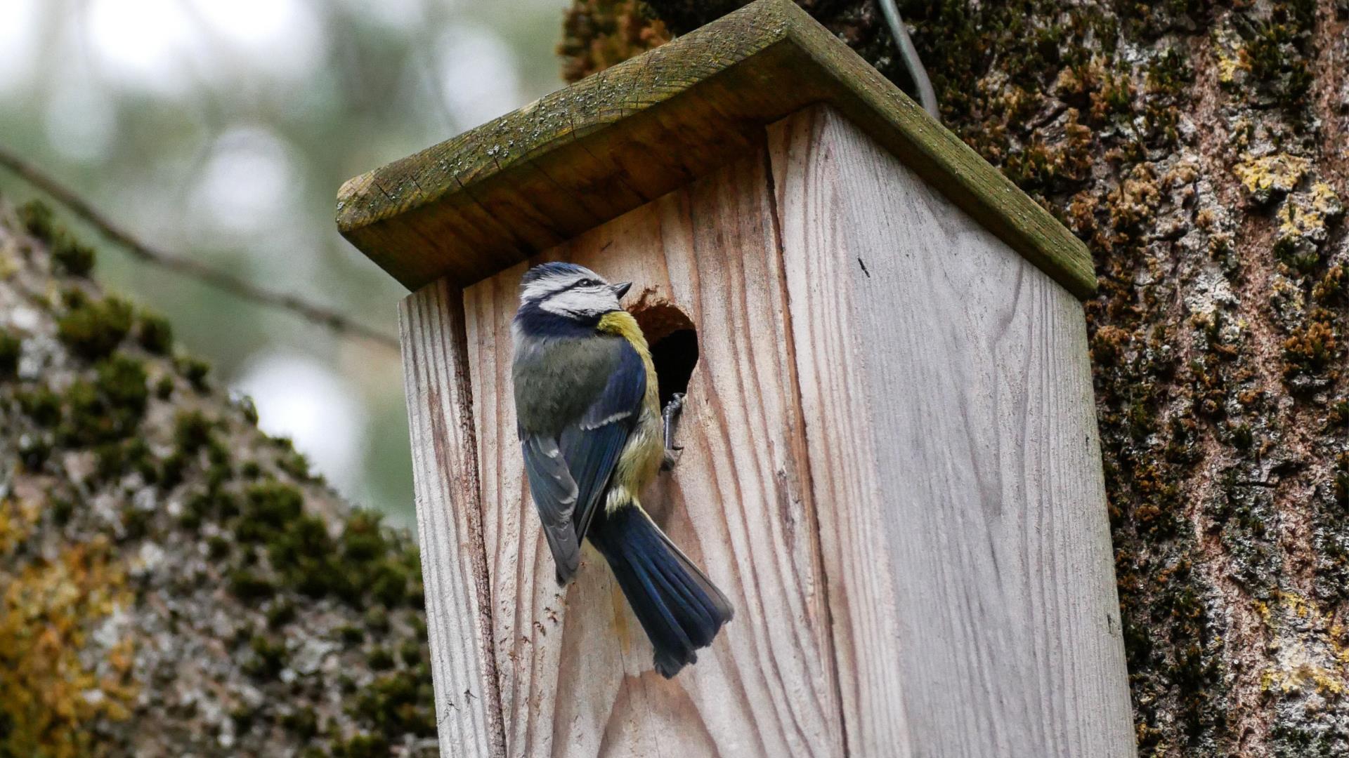 Bird on bird box