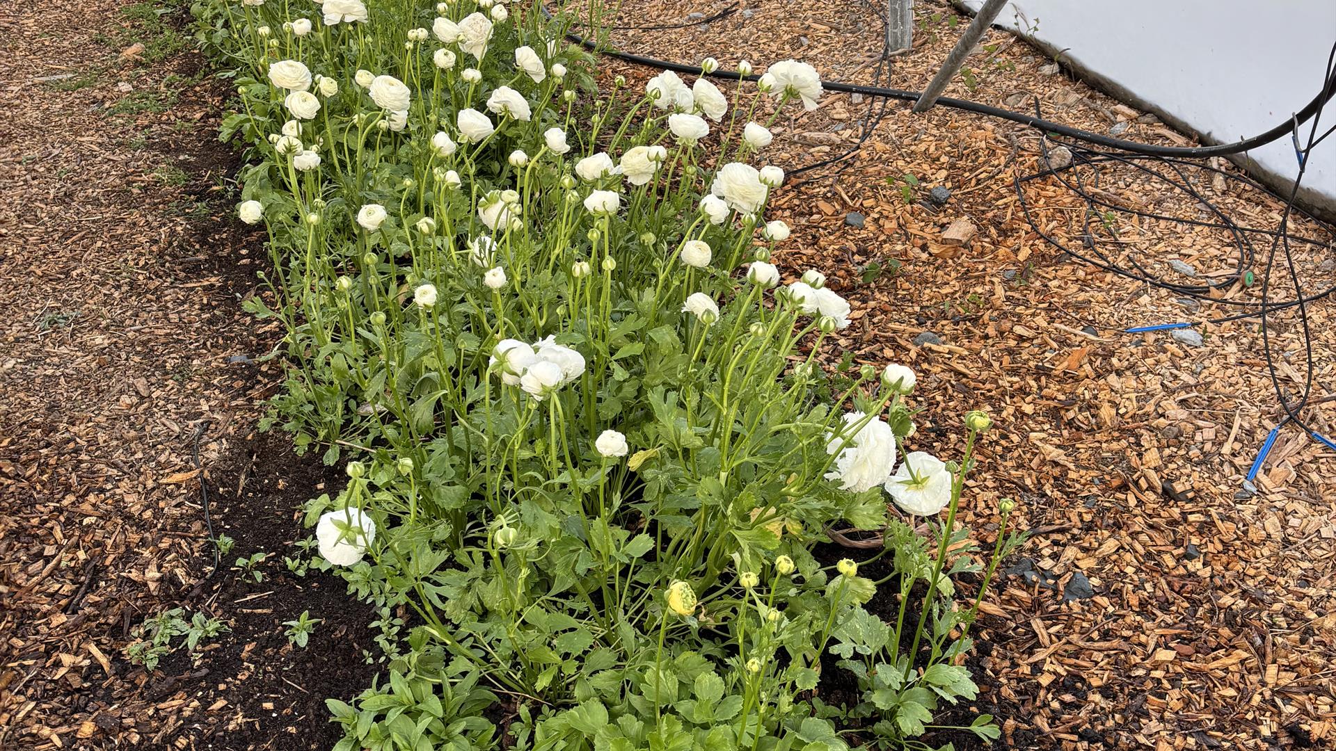 Ranuculus growing in the Polytunnel