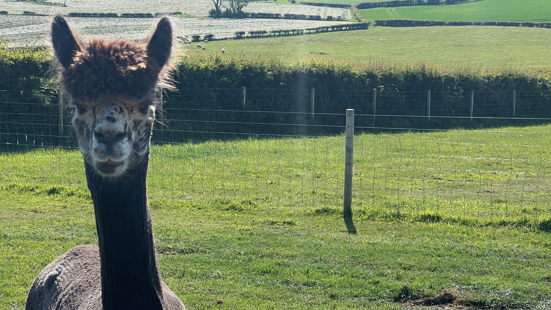 Harlequin Grey  Alpaca called Splodge
