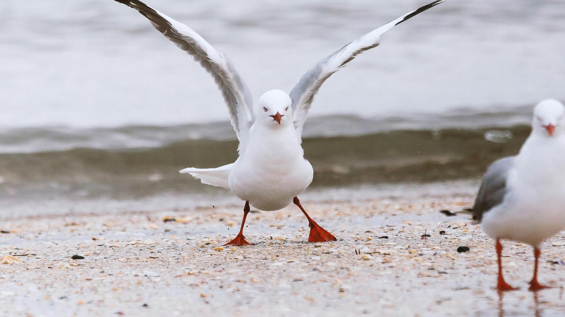 Seagulls on a beach