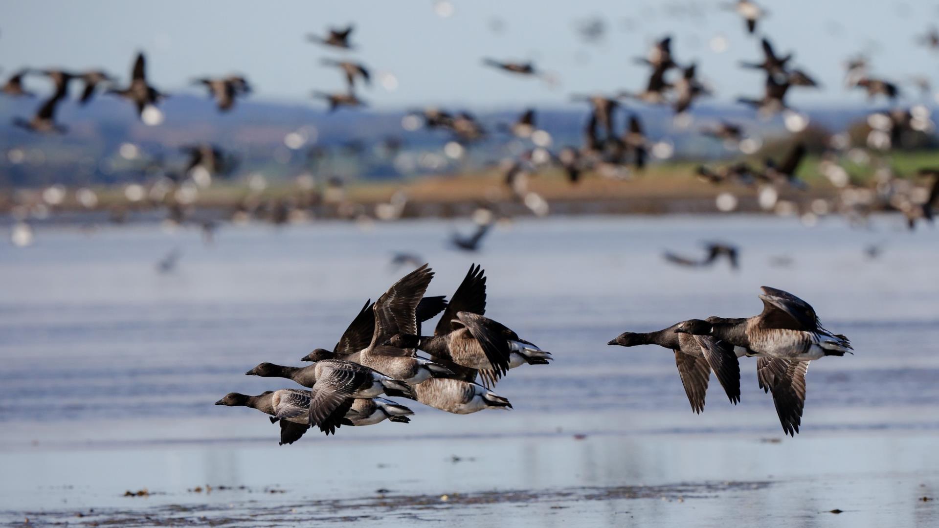 Brent Geese on the waters of Strangford Lough