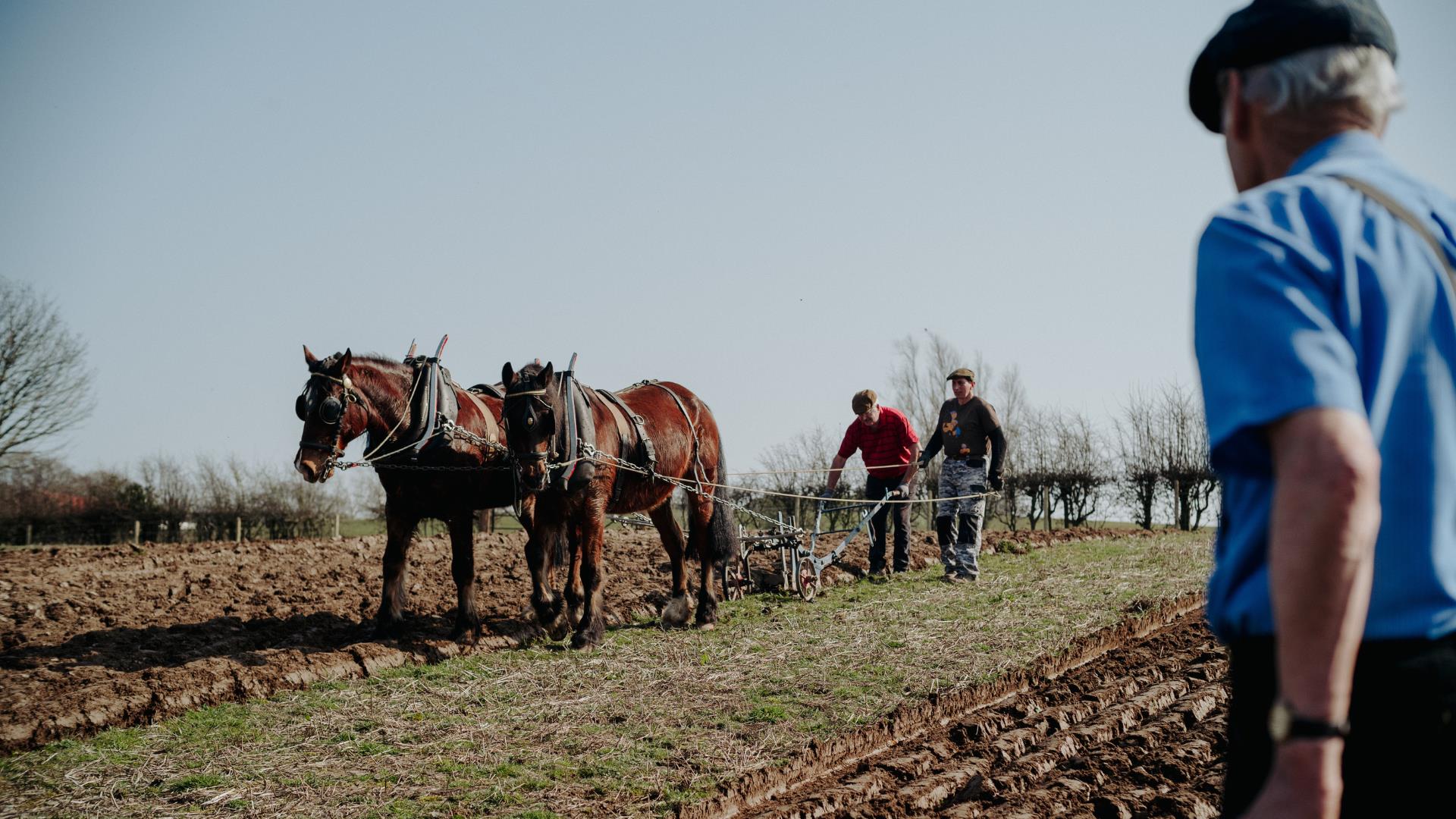 Horses pulling a plough in a field with farmers showcasing country skills in Ulster Folk Museum