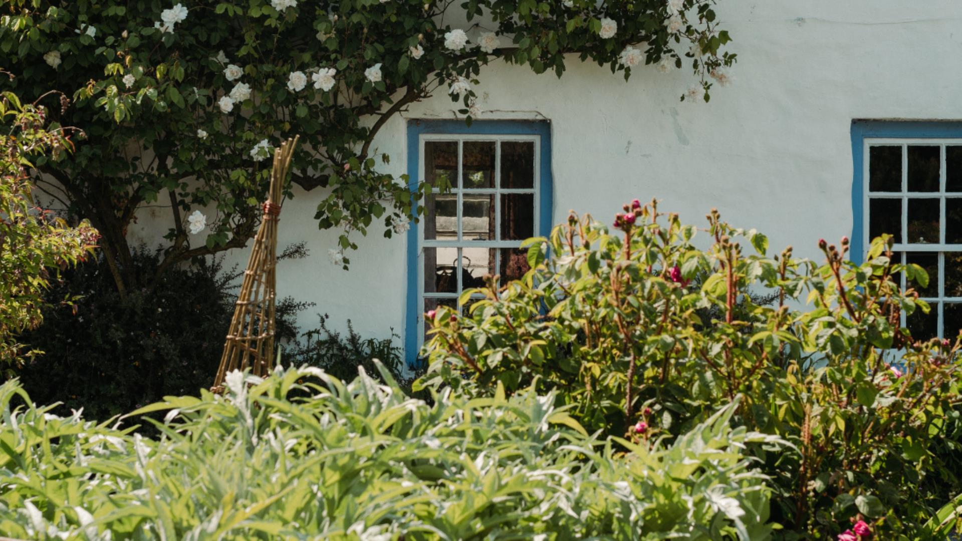 A blue window on a white house with summer flowers all around